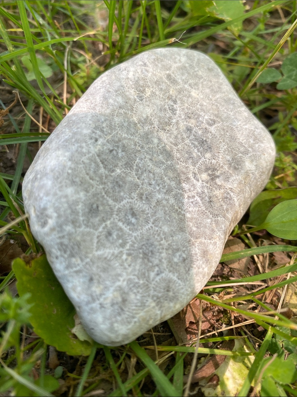 Petoskey rough